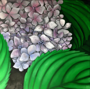 Hidrangea